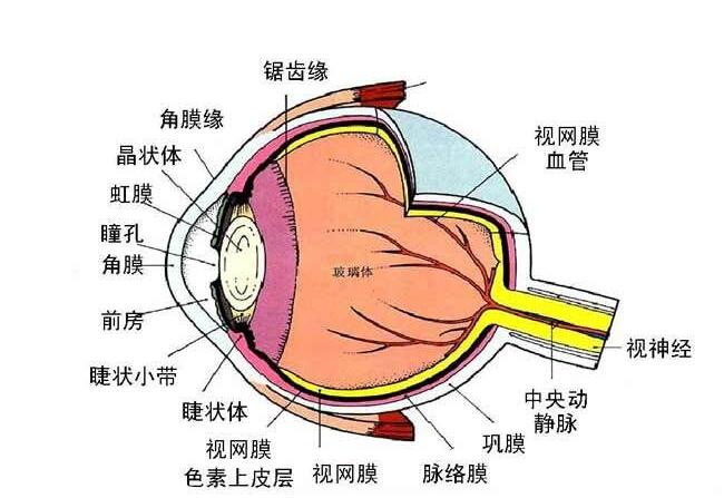 假性近视如何演变为真性近视?-健眼常识-野光源在线